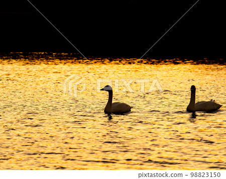 The silhouette of a Tundra swan gracefully spending time on the Koshibe River at sunset 98823150