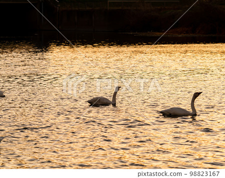 日落時分,苔原天鵝在小志部河上優雅地度過時光的剪影 日落時分,苔原天鵝在小志部河上優雅地度過時光的剪影 98823167