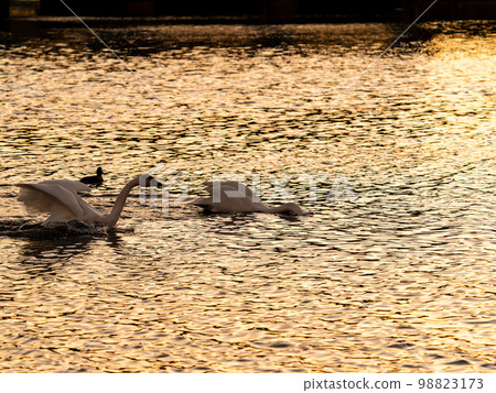 日落時分,苔原天鵝在小志部河上優雅地度過時光的剪影 日落時分,苔原天鵝在小志部河上優雅地度過時光的剪影 98823173