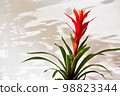 Blossom of Guzmania Bromelia. Sale. Pot plant, indoor plant, tropical plants. Red Guzmania Bromeliad Closeup. Fashion background or banner with copy space for your text 98823344