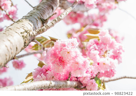 八櫻抬頭 八櫻抬頭 98823422