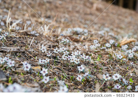 一組七人制 98823433