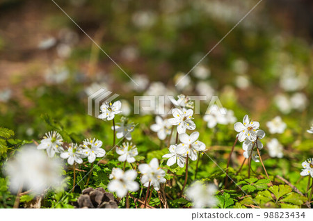 一叢叢節分草在田間綻放 一叢叢節分草在田間綻放 98823434