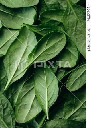 Fresh green baby spinach leaves, natural background. Fresh green baby spinach leaves, natural background. 98823624