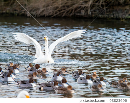 A family of Tundra swans returning to their nesting grounds in the Koshibe River in the evening A family of Tundra swans returning to their nesting grounds in the Koshibe River in the evening 98823696