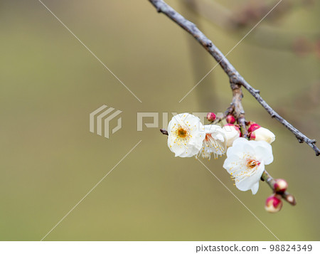 Beautiful plum blossoms beginning to bloom in the New Year White plum blossoms 98824349