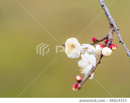 美麗的梅花在新年開始綻放 白梅花 98824355