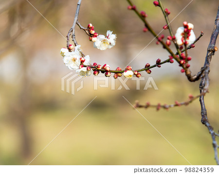 Beautiful plum blossoms beginning to bloom in the New Year White plum blossoms 98824359