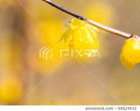 Wintersweet in full bloom in the New Year Wintersweet in full bloom in the New Year 98824632
