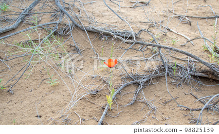 Among the dried roots of the rare desert Saxaul tree, red poppies grow in the desert 98825139