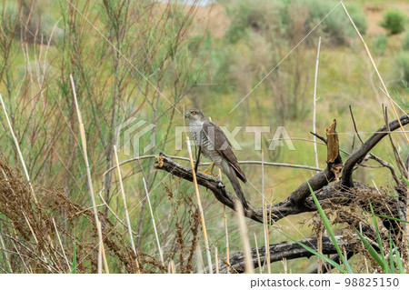 A young hawk sits on a branch in a thicket of reeds 98825150