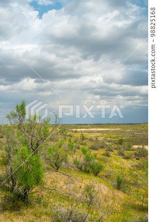 Green flowering bushes grow on the dunes of the Kyzylkum desert in Kazakhstan. Sand dunes in early spring with green grass Green flowering bushes grow on the dunes of the Kyzylkum desert in Kazakhstan. Sand dunes in early spring with green grass 98825168