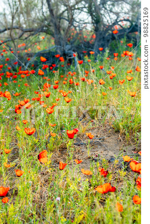 Poppies growing in the kyzylkum desert, blooming fields of red flowers in the steppes of kazakhstan Poppies growing in the kyzylkum desert, blooming fields of red flowers in the steppes of kazakhstan 98825169