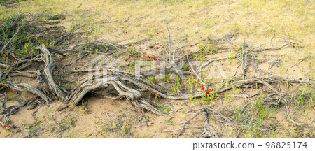 Among the dried roots of the rare desert Saxaul tree, red poppies grow in the desert Among the dried roots of the rare desert Saxaul tree, red poppies grow in the desert 98825174