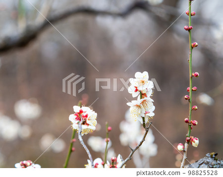 Beautiful plum blossoms beginning to bloom in the New Year White plum blossoms Beautiful plum blossoms beginning to bloom in the New Year White plum blossoms 98825528
