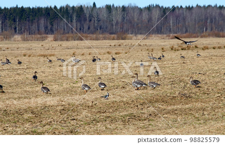 spring time  of migratory geese 98825579