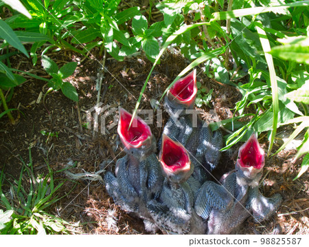 Red hungry drinks 1 Red hungry drinks 1 98825587