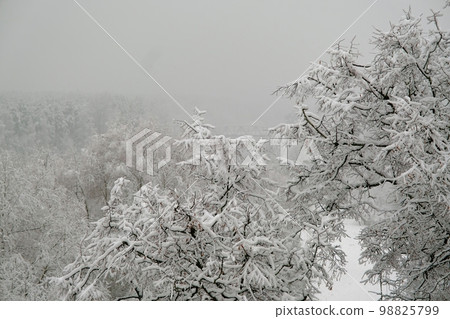 White landscape. White snow on bare tree branches on a winter day, close up. Natural background. Selective botanical background. A dark snowy day 98825799