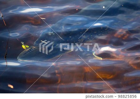 pike fast flowing rivers of the Arctic pike fast flowing rivers of the Arctic 98825856