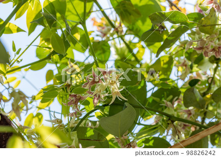 Mbe flower in full bloom, evergreen grass 98826242