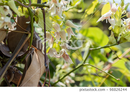 Mbe flower in full bloom, evergreen grass Mbe flower in full bloom, evergreen grass 98826244