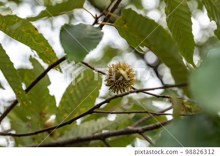 Blue acorns on the tree 98826312