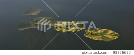 Green leaves of water lillys. Green leaves of water lillys. 98826653