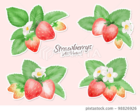 Watercolor style strawberry illustration without main line White border seal style vector material Watercolor style strawberry illustration without main line White border seal style vector material 98826926