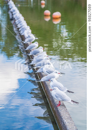 Black-headed gull resting in Tennogawa Park in winter <Tsushima City, Aichi Prefecture> 98827089