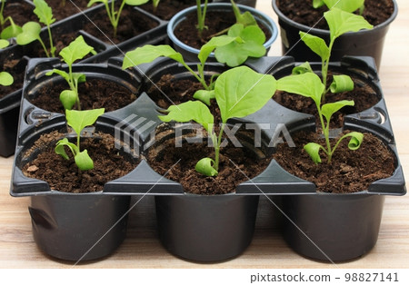Eggplant seedlings in reusable plastic tray on wooden table Eggplant seedlings in reusable plastic tray on wooden table 98827141