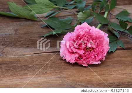 Red tree peony, lat. Paeonia suffruticos, on wooden background 98827143
