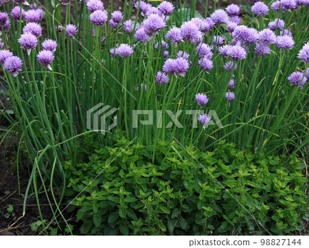 Flowering chives, lat. Allium schoenoprasum, and oregano in permaculture garden Flowering chives, lat. Allium schoenoprasum, and oregano in permaculture garden 98827144