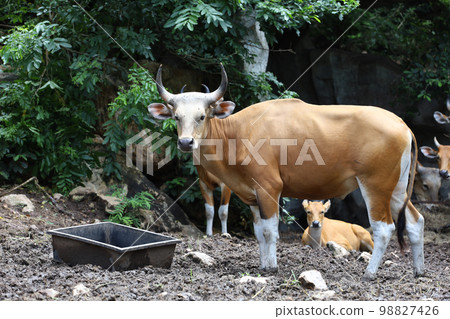 The big red cow in nature garden The big red cow in nature garden 98827426
