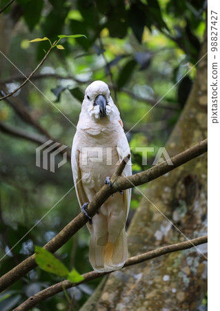 moluccan cockatoo bird in garden 98827427