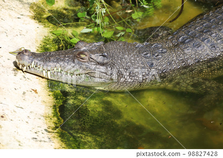 Close up crocodile head in garden Close up crocodile head in garden 98827428