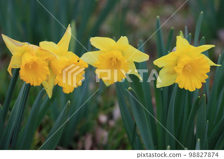 黃水仙水仙水仙花 98827874