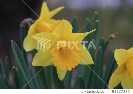 黃水仙水仙水仙花 98827875