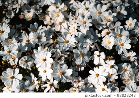 White and blue flowers in the spring garden 98828248