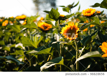 Sunflowers in the garden during the day 98828656