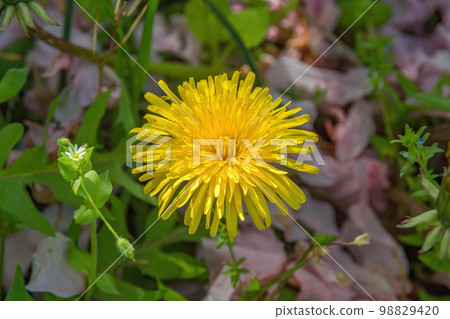 A dandelion shining in the spring light 98829420