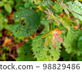 Colorful maple leaves 98829486
