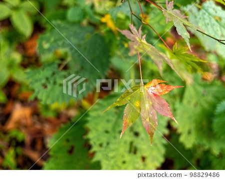 Colorful maple leaves Colorful maple leaves 98829486