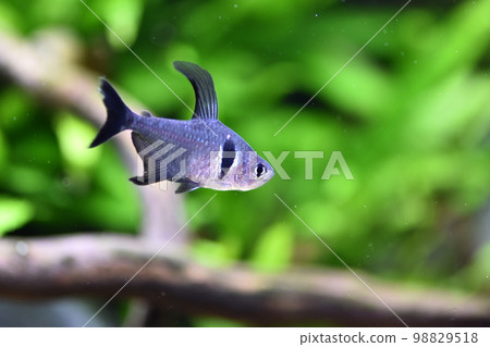 黑旗魚 Black Phantom Tetra 98829518