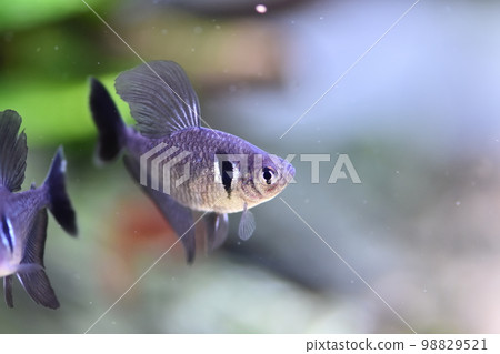 黑旗魚 Black Phantom Tetra 98829521