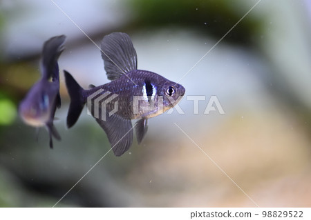 黑旗魚 Black Phantom Tetra 98829522