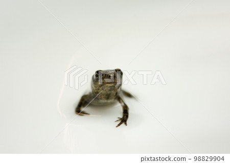 frog with tail frog with tail 98829904
