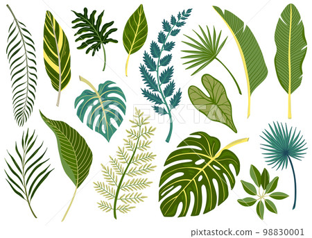 Tropical Leaves Set 98830001