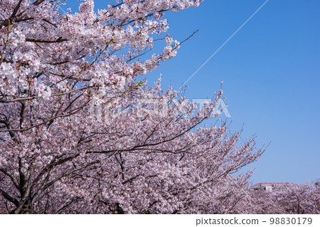 Cherry blossoms in full bloom and cloudless blue sky Cherry blossoms in full bloom and cloudless blue sky 98830179