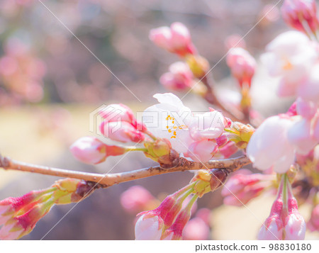 Spring is coming and cherry blossoms are blooming Spring is coming and cherry blossoms are blooming 98830180