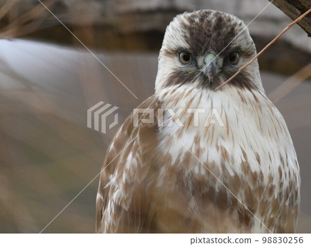 看著鏡頭的“小禿鷹”@狛江市多摩川 看著鏡頭的“小禿鷹”@狛江市多摩川 98830256